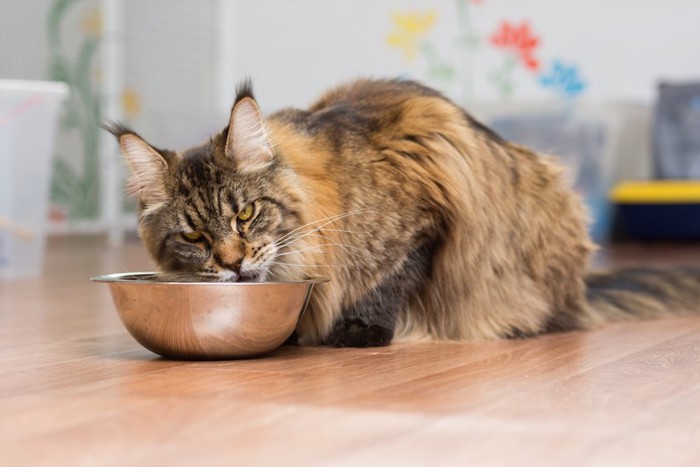 ご飯を食べている長毛猫