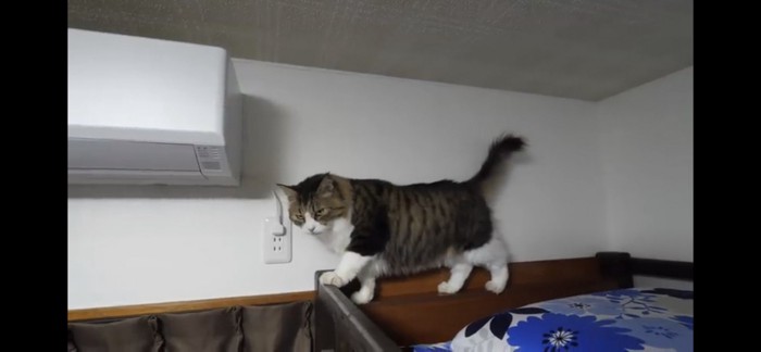 ベッドの上にいる猫