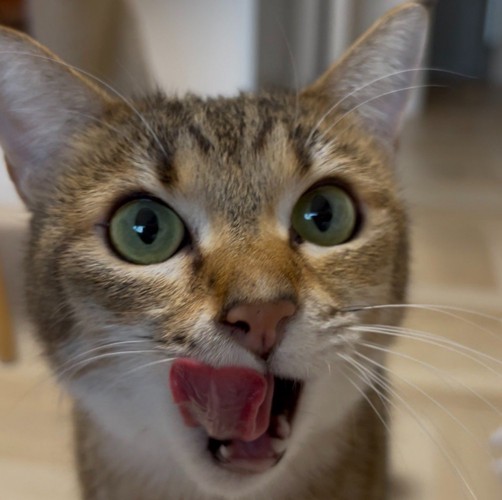 舌を出す猫