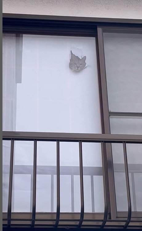 生首ように見えてしまう猫の顔