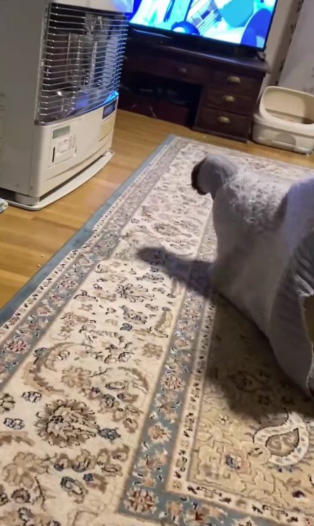 セーターに入った猫