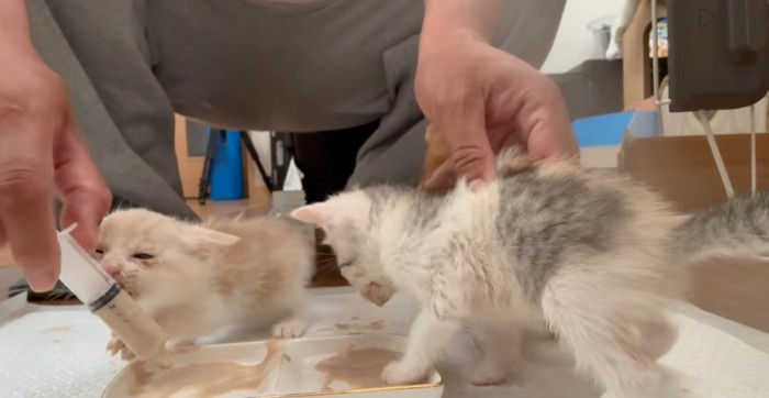 皿に足を突っ込む子猫