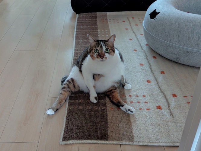 後ろ足を伸ばして座る猫