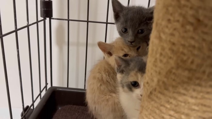 隠れる子猫たち
