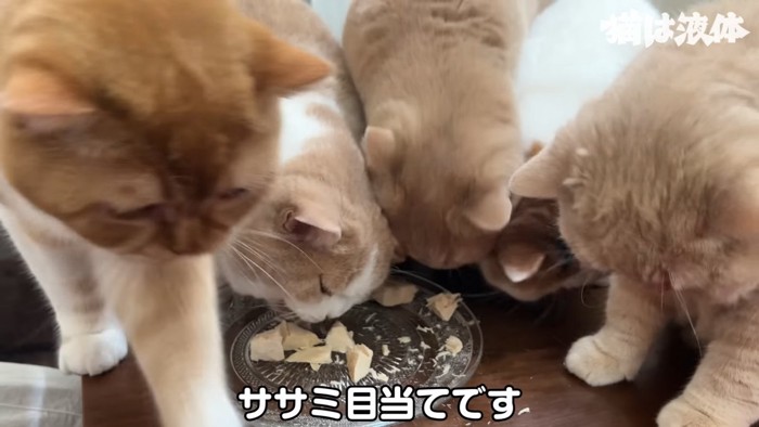 おやつを食べる猫