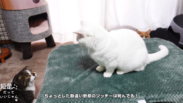 にらみ合う猫