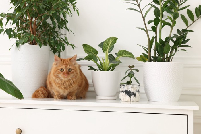 猫と観葉植物