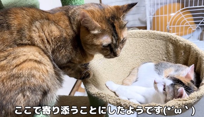 キャットタワーにいる成猫と子猫