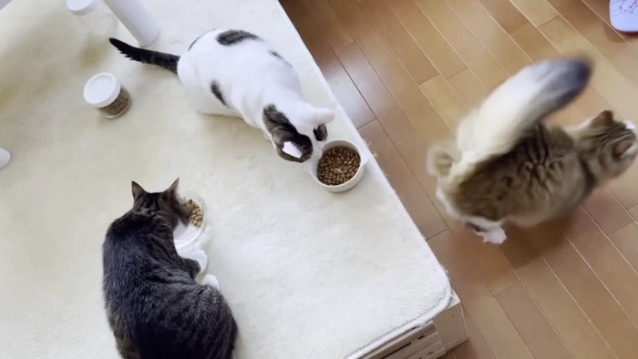 ごはんを食べる2匹と逃げていく猫