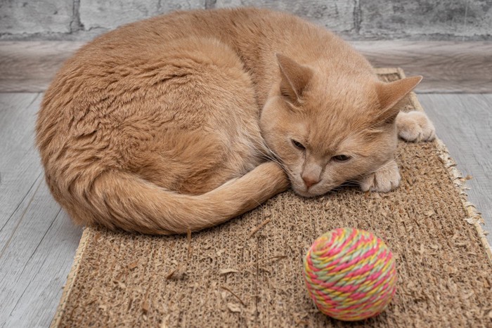 足の裏を地面につけて丸まる猫