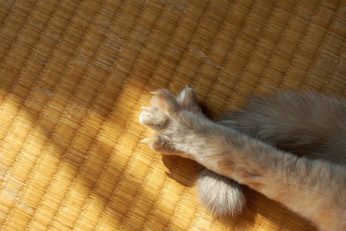 傷ついた畳と猫の爪