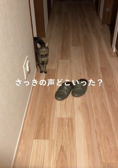 カメラをじっと見つめる猫
