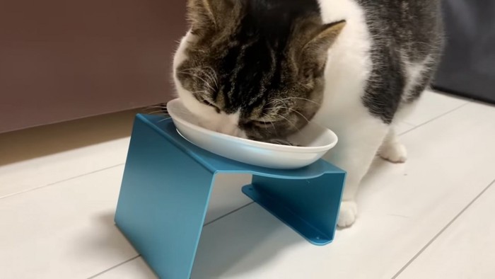 ご飯を食べる猫