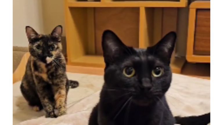 毛布にいる猫たち