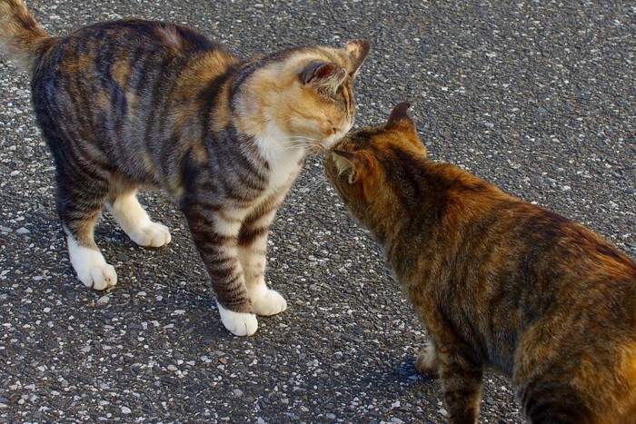 挨拶を交わす猫たち