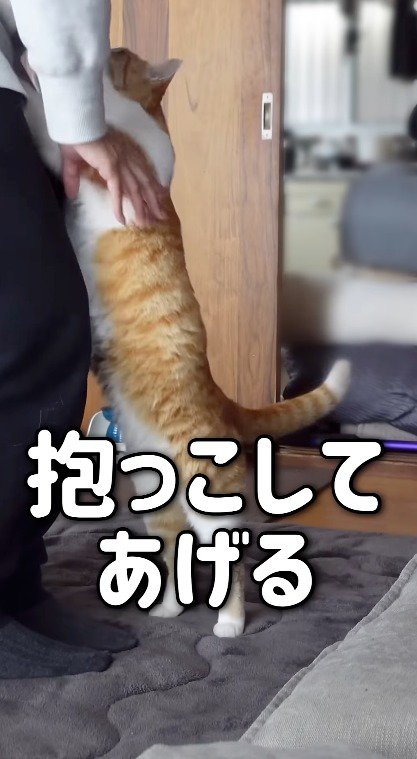 女性の足に前足をかける猫