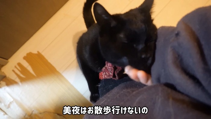 飼い主になだめられる猫