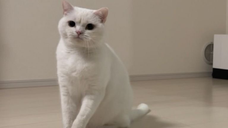 室内にいる猫