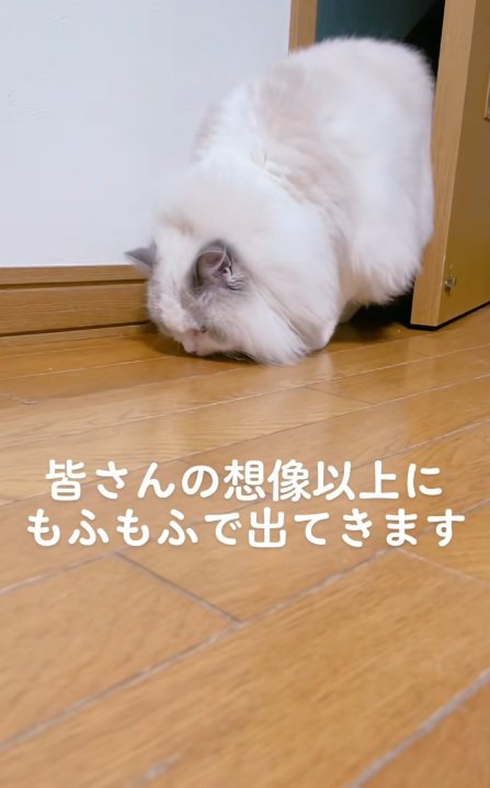 ドアから出てきて体全体を現すラグドール