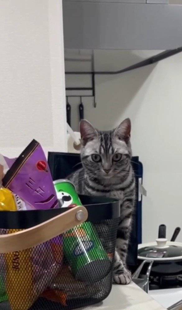 真顔のぺぺちゃん