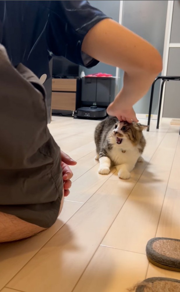 威嚇する猫