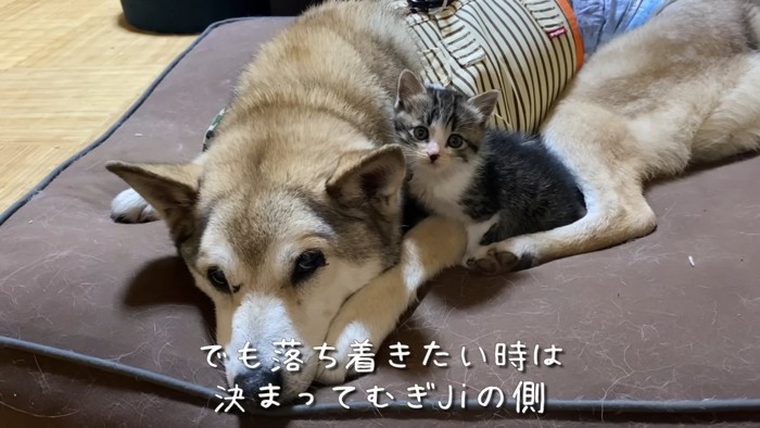 犬の横にいる子猫