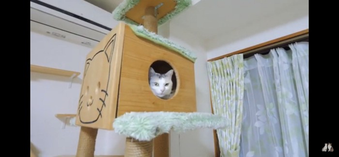 小屋の中にいる猫