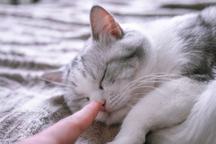 寝ている猫の鼻を触る
