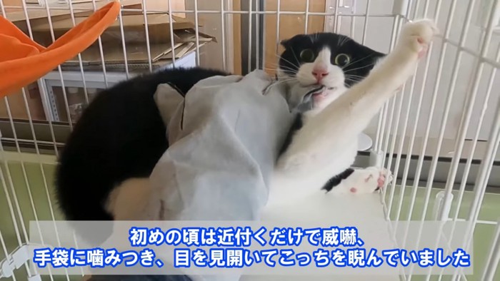 手袋を噛む猫