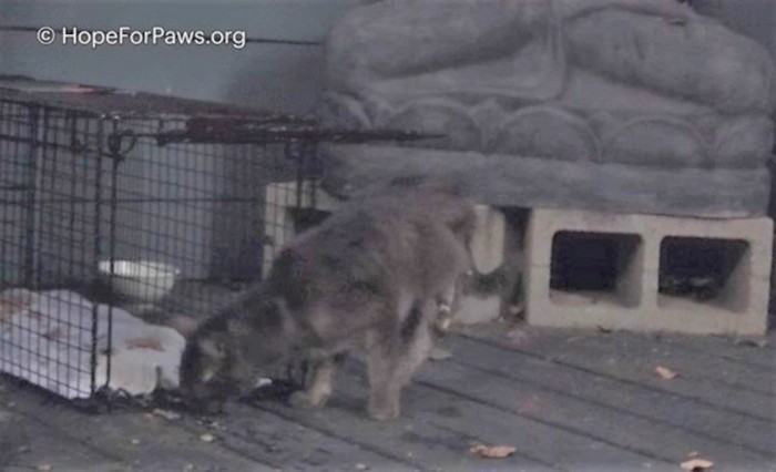 食べ物を口にする猫