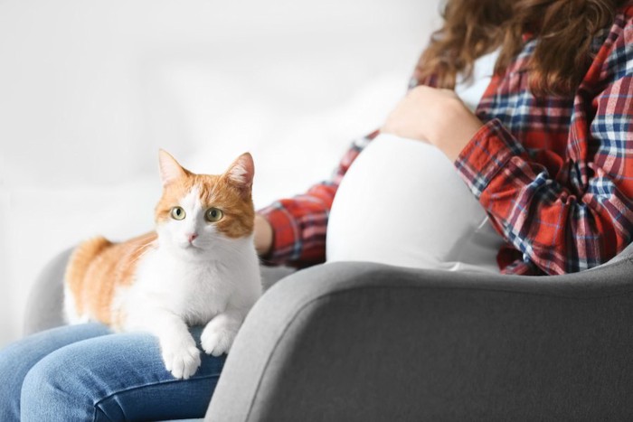 妊婦さんの膝の上でくつろぐ猫