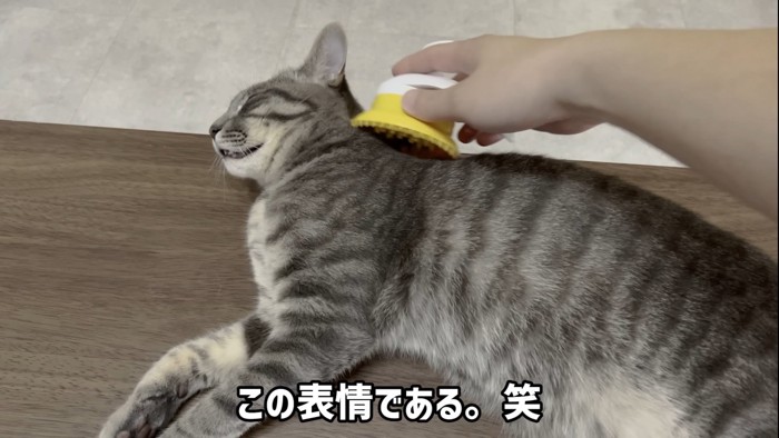 気持ちよさそうな猫