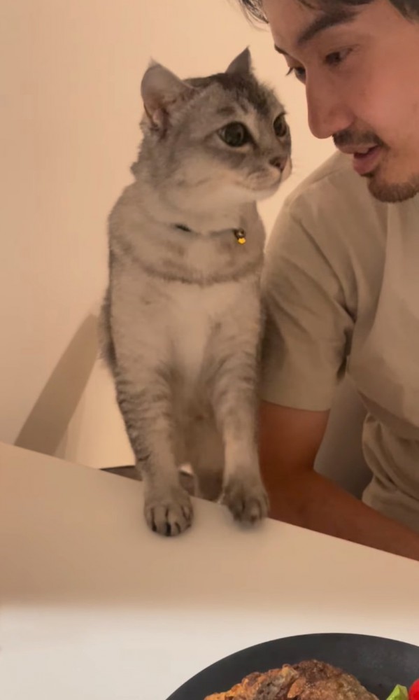 テーブルに足を乗せる猫