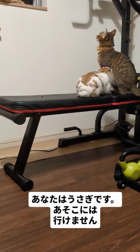 トレーニングマシンに乗っているキジトラ猫にくっつくうさぎ