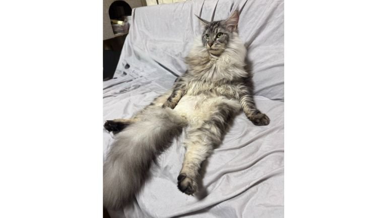寝転ぶ猫