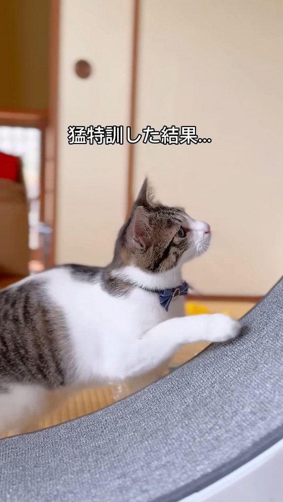 猫の横顔