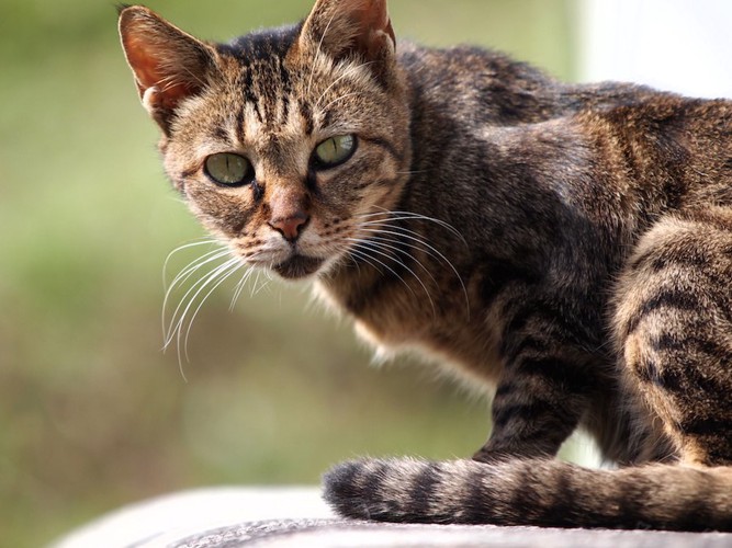 こちらを見つめる痩せている猫