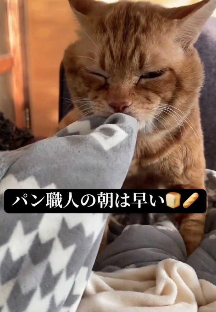 布団をもみもみする猫