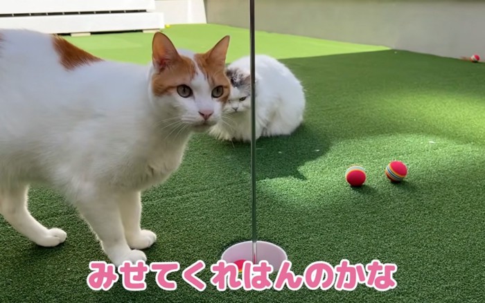先住猫