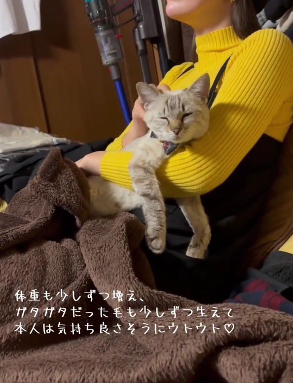 抱っこされている猫