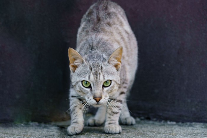 .身をかがめて飛びかかる寸前の猫