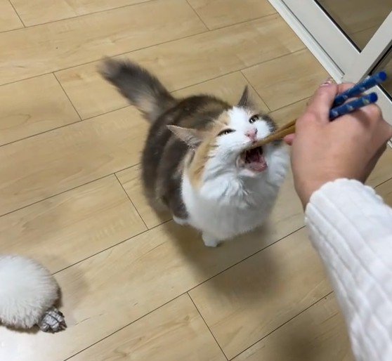 見上げて口を開く猫