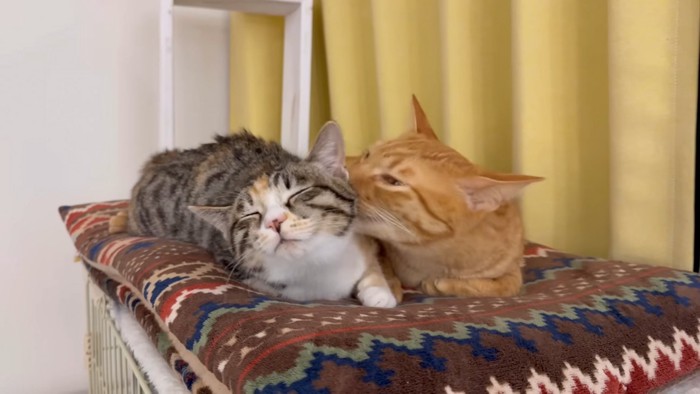 毛づくろいする茶トラ猫