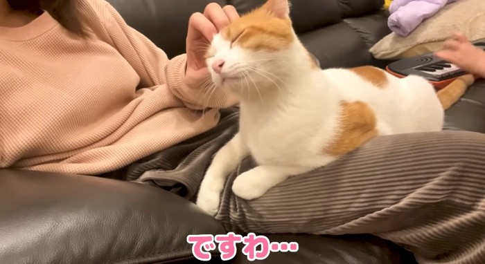 ウットリする猫