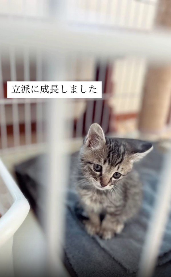 ケージの中の子猫
