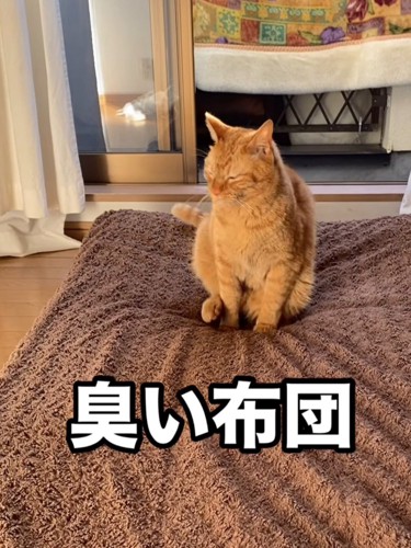 後ろ足が上がった猫