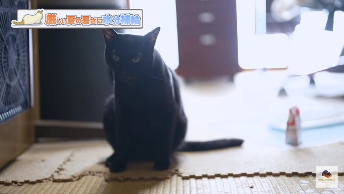 端座する黒猫