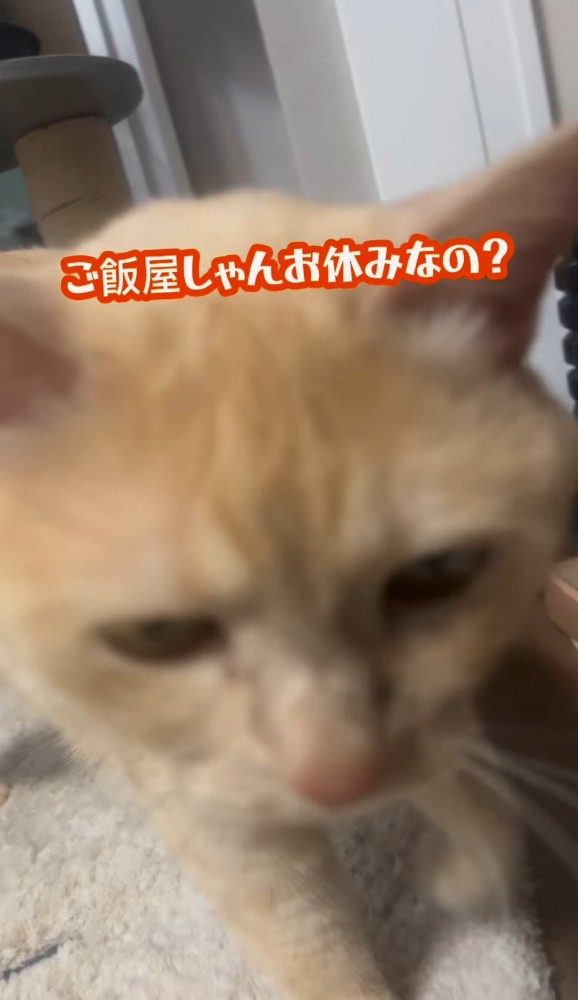 猫の顔のアップ