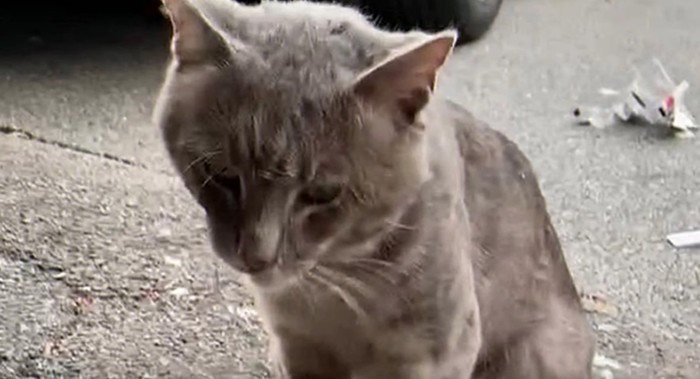 屋外にいるグレーの猫