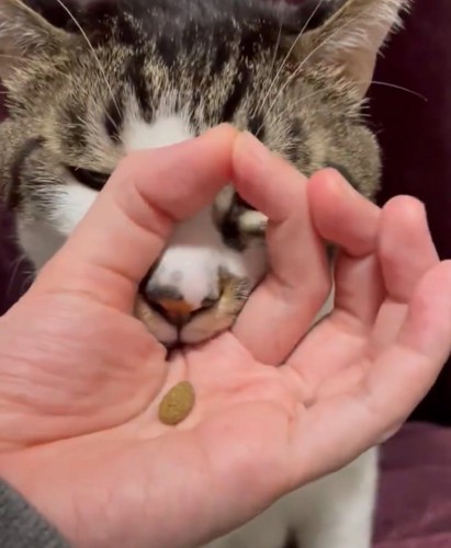 輪っかに口を入れる猫